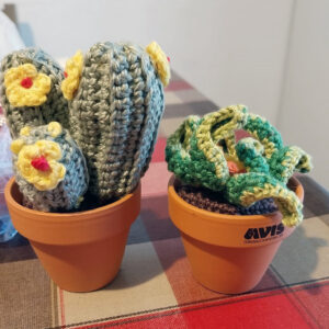cactus 1
